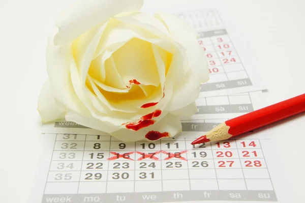 Žena menstruaci. Bílé růže a tužka v kalendáři. — Stock fotografie