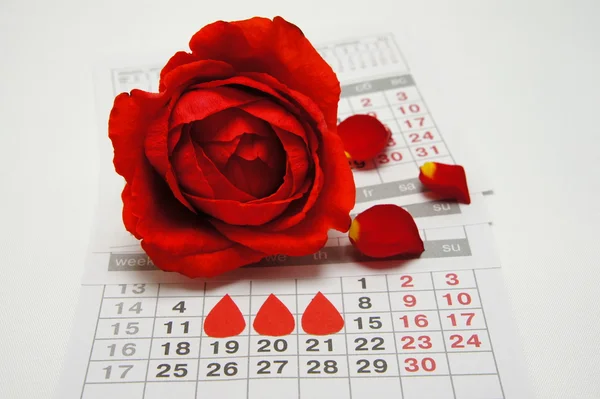 Mujer de la menstruación. Rosa y gotas en el calendario . Imagen de archivo