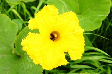 Böcek ile kabak çiçeği