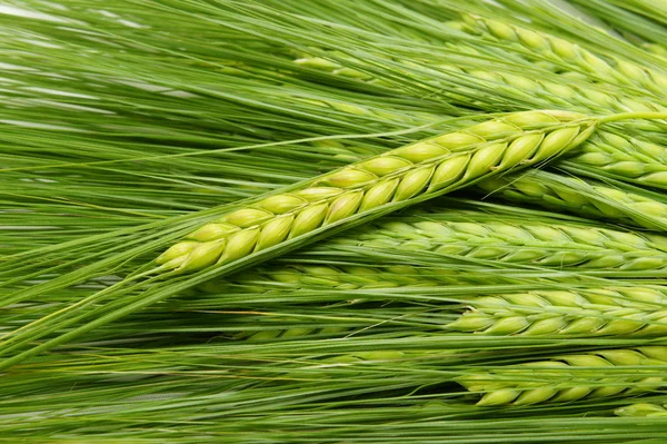 Bir Rye yeşil kulaklar