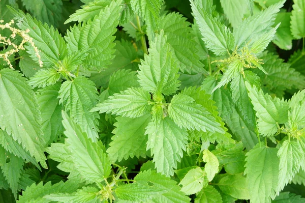 Background. Nettles. — Stock Photo, Image