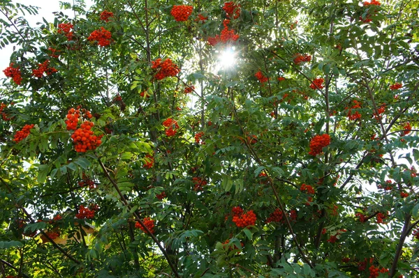 Rowan with berries. — Stock Photo, Image