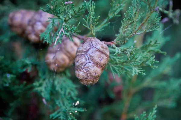 Några Vackra Medelhavet Cypress Frön — Stockfoto