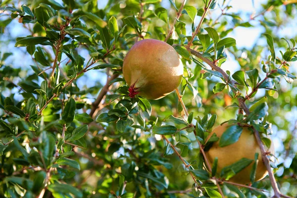 Šťavnaté Zralé Granátové Jablko Připravené Sklizni — Stock fotografie