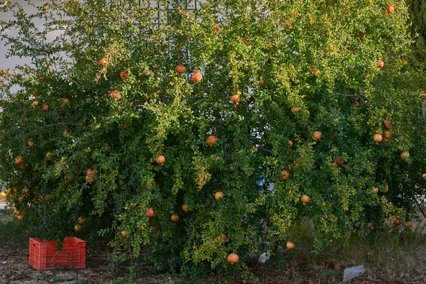 Juicy Ripe Pomegranate Ready Harvested — Stock Photo, Image