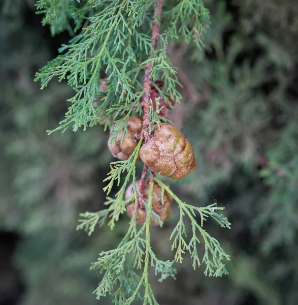 Einige Hübsche Mediterrane Zypressensamen — Stockfoto