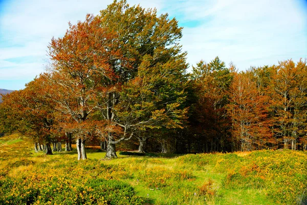 Een Weelderig Kleurrijk Populierenbos Herfst — Stockfoto