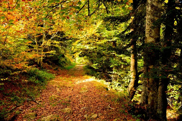Bujny Kolorowy Las Topola Jesienią — Zdjęcie stockowe