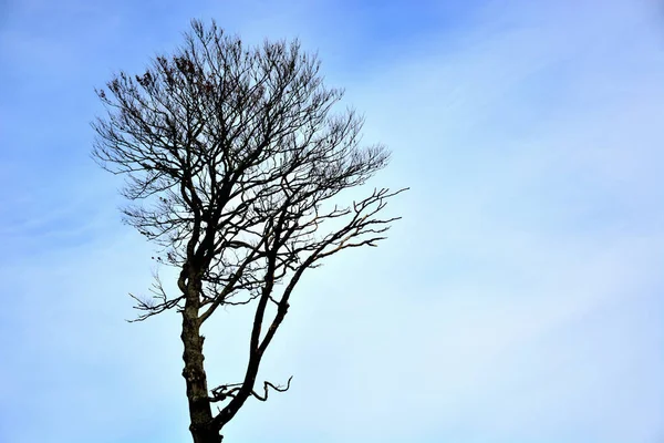 Osamělý Suchý Strom Modrým Pozadím — Stock fotografie