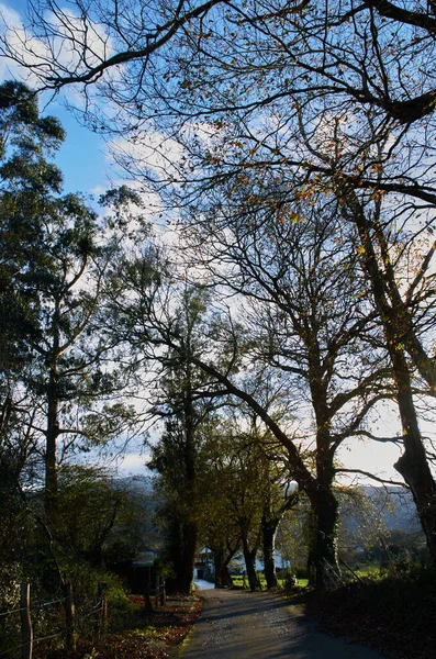 Várias Árvores Sem Folhas Inverno Com Fundo Nuvem Céu Azul — Fotografia de Stock