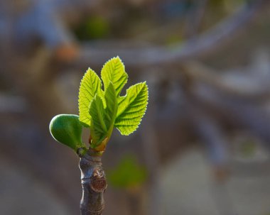 Baharda güzel yeşil bir incir tomurcuğu