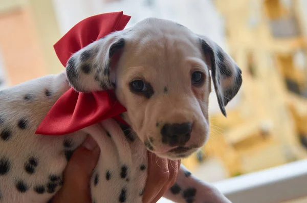 Lindo Cachorrinho Dálmata Com Laço Vermelho Pescoço — Fotografia de Stock