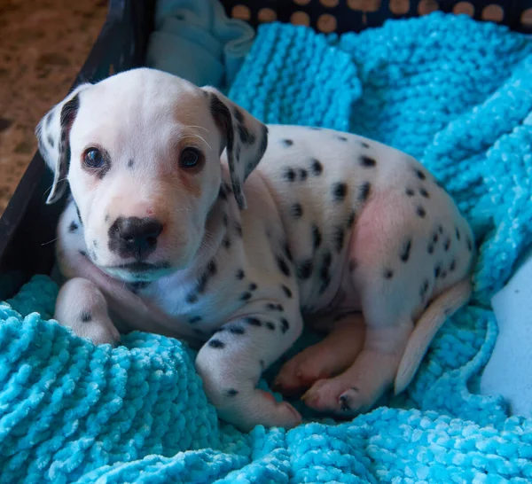 Ein Süßer Und Kuscheliger Dalmatiner Hund Liegt Auf Seinem Bett — Stockfoto