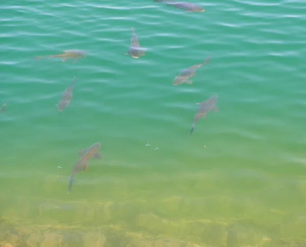 Несколько Рыб Мирно Плавают Красивом Озере Чистой Кристаллической Водой — стоковое фото
