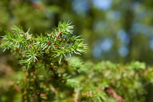 Несколько Можжевельника Листья Зеленым Фоном — стоковое фото