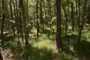 Bir bahar gününde güzel bir çam ormanı