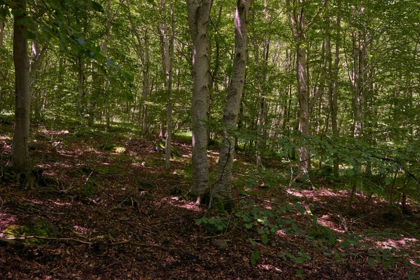 Uma Floresta Pinheiros Profunda Dia Primavera — Fotografia de Stock