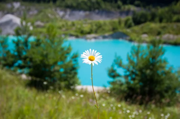 Camomile against blue water — Stock Photo, Image