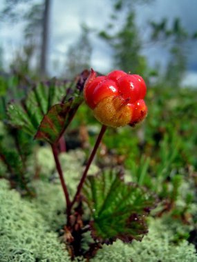 Cloudberries