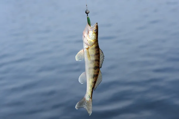 フックにスケトウダラ魚 — ストック写真