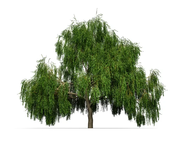 Weeping willow isolated on white — Stock Photo, Image