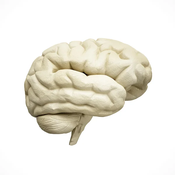 白色的人脑模型 — 图库照片