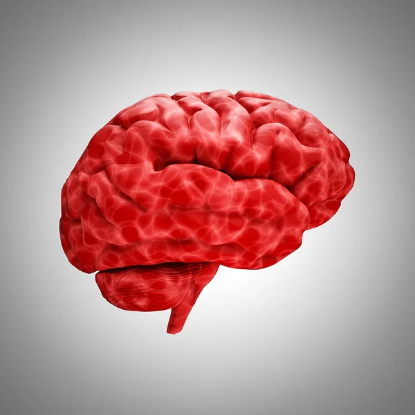 Красный человеческий мозг — стоковое фото