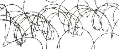 Champ de maïs à la récolte