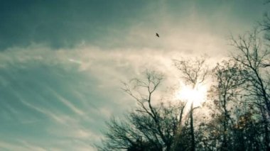 Raven mavi Clear gökyüzünde uçmak
