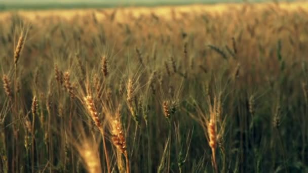 O campo de cereais dourados — Vídeo de Stock