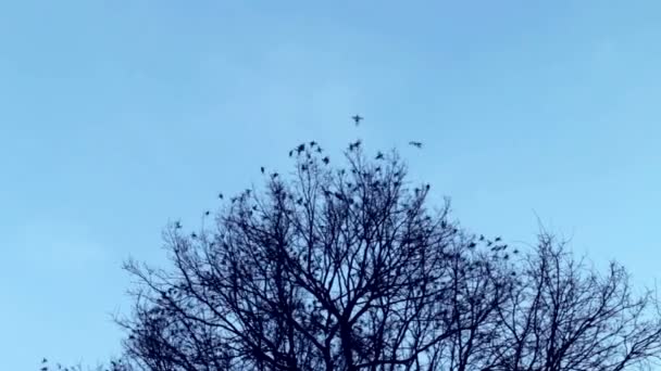 Los pájaros vuelan lejos de la copa del árbol — Vídeo de stock