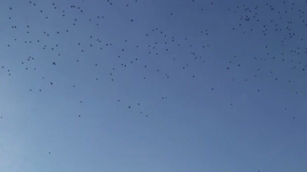 La bandada de aves voladoras — Vídeo de stock