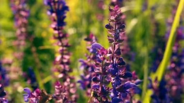 Ada çayı çiçekler uçan arı