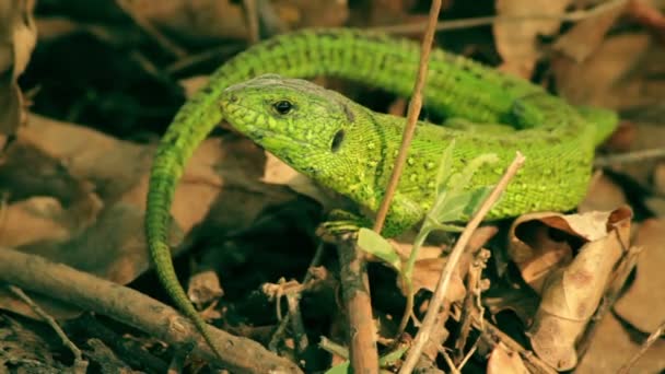 Macro tiro do lagarto verde . — Vídeo de Stock