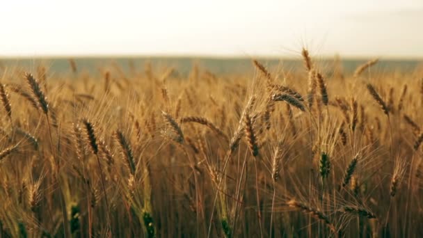 Pan de campo de centeno dorado — Vídeo de stock