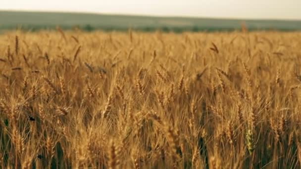 Yellow rye ears field pan — Stock Video