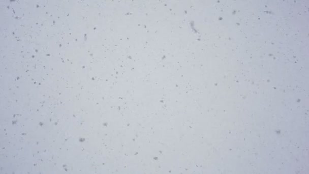 De vlokken sneeuw van grijze lucht. — Stockvideo