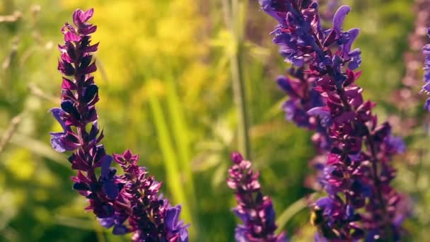 Včela, létající kolem květů Salvia — Stock video