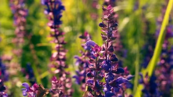 Ada çayı çiçekler uçan arı — Stok video