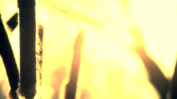 Les roseaux silhuettes coucher de soleil et les peluches volantes  .