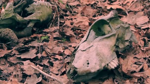 Trois crânes de vache sur feuillage d'automne 