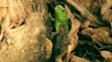 Makro çekim yapraklar yeşil kertenkele.