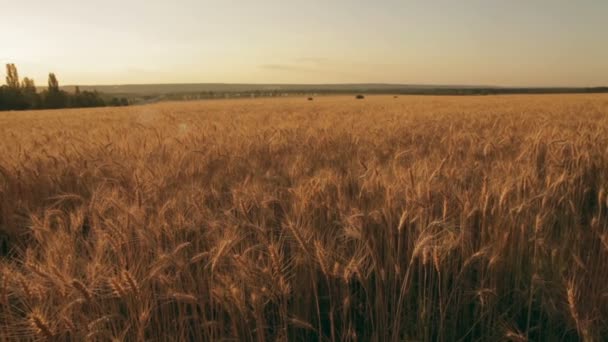 Golden rye ears field pan — Stock Video