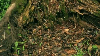 Kırık çürük ağaç