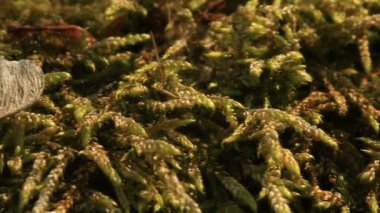 Yosun Bryophyta Makro.