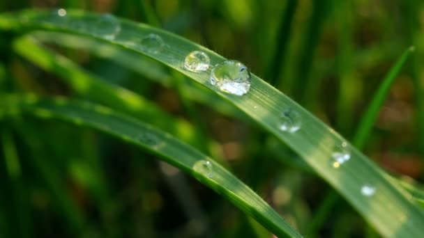 Gotas de agua sobre hierba — Vídeo de stock