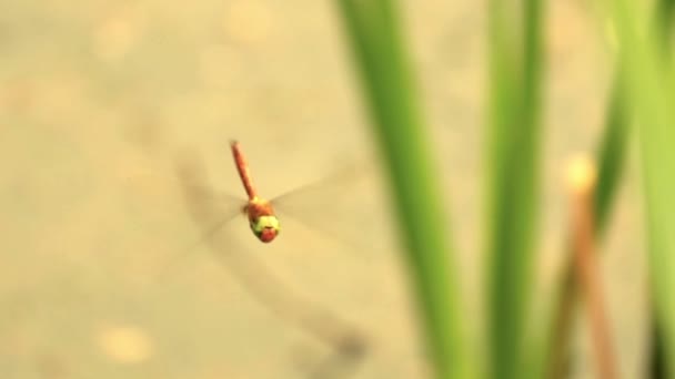 Dragonfly pływające w pobliżu stroiki. — Wideo stockowe