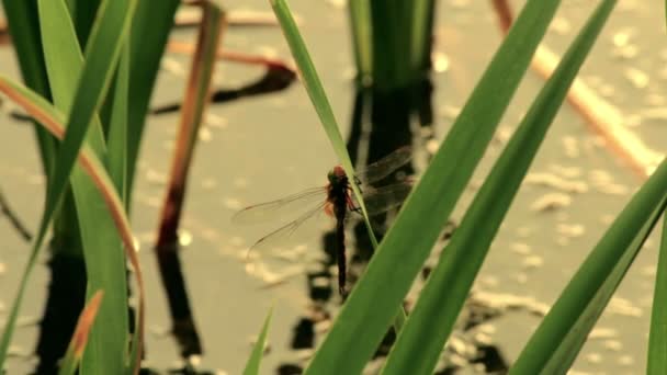 Dragonfly vliegen op het riet. — Stockvideo