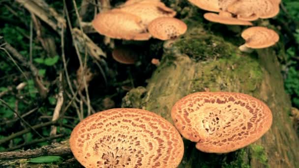 The tree fungus. Polyporus squamosus — Stock Video