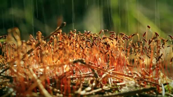 La lluvia sobre el musgo. Esporófitos . — Vídeos de Stock
